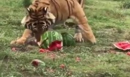 四虎吃瓜爆料视频看不了,揭秘幕后真相