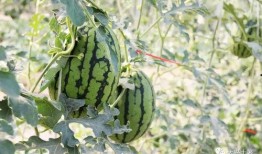 当代吃瓜的网红,揭秘娱乐圈幕后真相